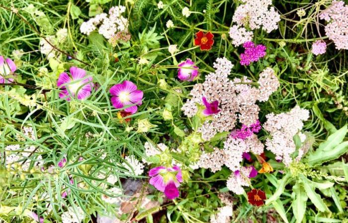 How to get a flowery meadow