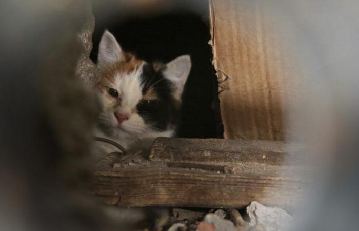 The Race to Kill the Most Stray Cats in New Zealand