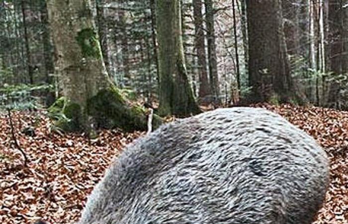 Coldiretti Asti also says no more wild boars