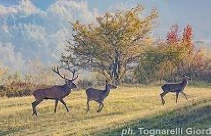 Bolzano: Provincial Wildlife Observatory members renewed
