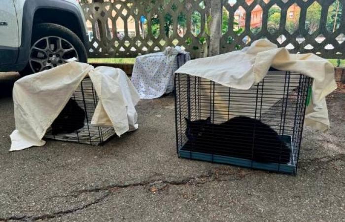 Cesena, blitz to save 23 cats locked in their homes immersed in excrement
