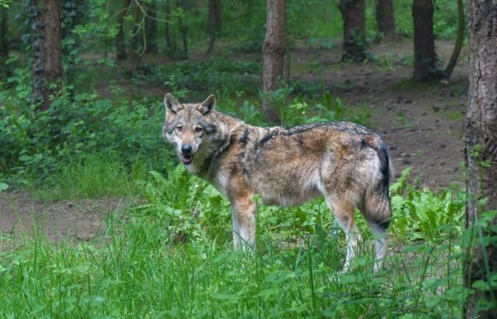 Wolves, in the Vicenza area 7 packs and doubled predation. Meeting in the Province