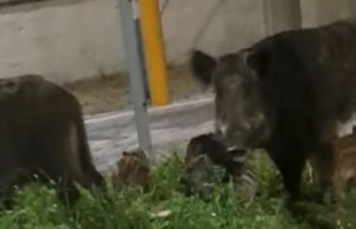 Wild boars captured in Taranto, animal rights activists protest