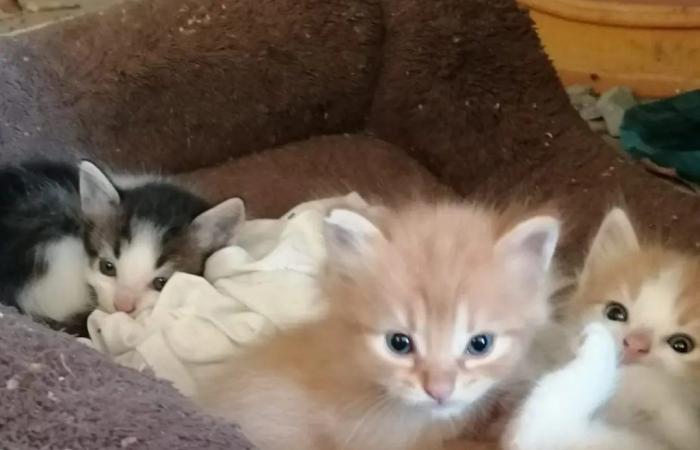 Oipa Marsala’s appeal to have the kittens that Oriana Bertolino was taking care of adopted