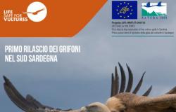 LIFE Safe for Vultures, a reportage and a public meeting to talk about the release of the first griffon vultures in Southern Sardinia