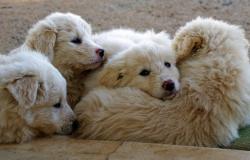 Padua. They kill six Maremma puppies with shovels, two shepherds in trouble
