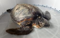 TURTLE POINT ARCADES. THE TURTLE FOUND OFF CASAMICCIOLA REMAINS IN CRITICAL CONDITION