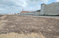 Marsala, the seagrass spread in the area of ​​the redevelopment works of the Florio seafront