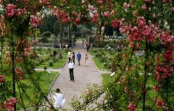 The splendid rose garden in Rome reopens and it’s free: all the info on the dates and times when you can visit it