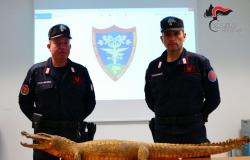 Asti, Forest Carabinieri find stuffed crocodile