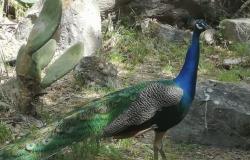 Pozzuoli, a peacock from yesterday between the excavations of Cuma and the Sibilla’s Cave