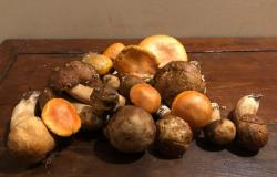 Mushrooms, new protection rules in Umbria and with courses ok for collection outside the region