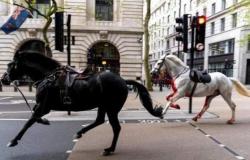 Two of the royal horses that had escaped causing panic on the streets of London were seriously injured