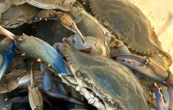 Blue crab, Coldiretti writes to the Ministry of Agriculture: “We need extraordinary commissioner”