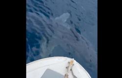 Large shark in the Strait of Messina: it grazed the coast