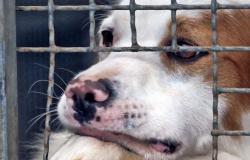 Ass. Gaia: “Enough animal abuse – We ask for a meeting with the Calabrian institutions”