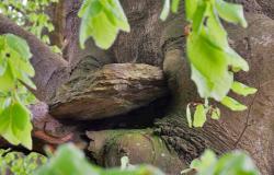 A large stone stuck in the trunk of a beech tree four meters high: what is the connection with partisans and the Resistance?