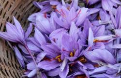 In the Dolomites there are those who grow and produce saffron, the ”red gold” sentinel of climate change