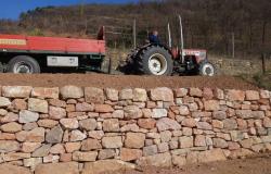 Dry stone walls, over 1,300 applications for the Liguria Region tender – Savonanews.it