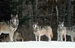 In Piedmont there are more than a thousand wolves: species to hunt or protect?
