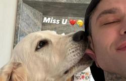 Fedez and the nostalgia of the dog Paloma: he posts a photo with a “kiss”, Chiara Ferragni responds with a caress