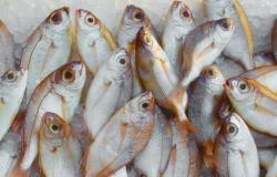 Food controls in Palermo, seizure of fish and animal feed: very high fines