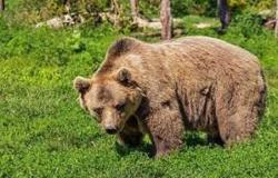 The Government does not challenge the “Bear Killing Law” of Trentino, animal rights activists are worried. – BGS News – Good morning Südtirol