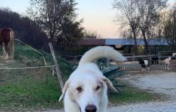 Rimini, the story of the dog Eddy, from the fight against illnesses to the happiness of a new home
