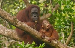 Malaysia uses orangutan diplomacy to support oil exports: that’s what it’s all about