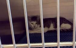 The response of the owner of the property: “We collaborated in saving the cat Ariel”