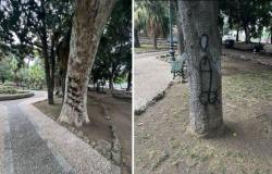 Trees defaced at the Villa Comunale of Reggio Calabria, Councilor Merenda: “Serious fact that offends the conscience of all citizens”