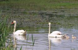 For the first time, four swans were born at the La Francesa oasis