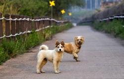 The introduction of the figure of the “Animal Guarantor” has been approved by the municipal council
