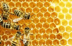 Bees and drought, dramatic situation in Sicily for honey producers