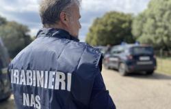 Nas raid in Sassari: 22 investigated for trafficking in anabolics | Front page, Sassari