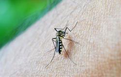 Four cases of Dengue recorded in Umbria in 2024: the vaccine has been available since June