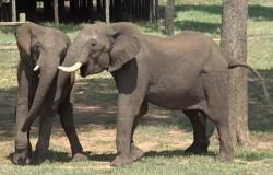 Discovered how African elephants greet each other: the way changes depending on who you’re talking to