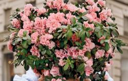 An azalea to support research: a Sunday arrives in the square with Airc in Umbria