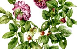 Exhibition ‘Rosa fragrans. Drawings and watercolors by Aurora Tazza’ at the Graphics Museum