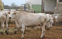 Bovine brucellosis, for the first time the province of Agrigento has zero cases