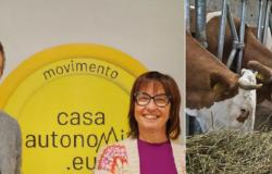 “Many pastures risk abandonment”, Casa Autonomia on the difficulties of livestock farming in Trentino: “After 6 years the Province doesn’t know what to do other than activate a table?”