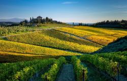 Tuscany, 17 million arriving for the restructuring of the vineyards – Economy and politics