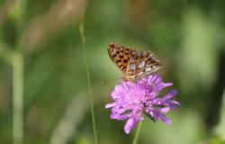 Also in Brianza the largest nature marathon in Lombardy: this year it is dedicated to butterflies