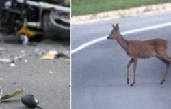 New tragedy on the roads of Trentino: a deer appears and the motorcyclist skids and crashes, losing his life