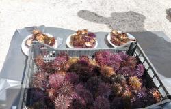 one hundred and fifty sea urchins were seized and released into the sea by the Local Maritime Office