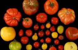 Modena, they eat cherry tomatoes at school, 30 children and a teacher suffer from illness