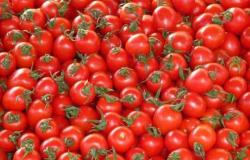 Modena, more than 100 children poisoned after eating cherry tomatoes at school – Italy-World