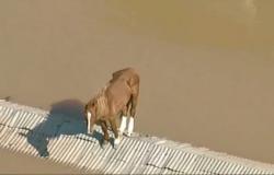 A horse gets stuck on the roof of a house due to floods in Brazil: the video of the rescue