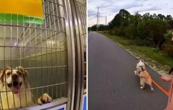 He takes dogs from the shelter to take them for a run: here’s how a volunteer is changing their lives