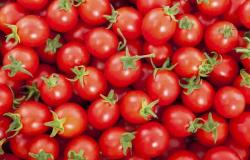 They eat cherry tomatoes at school and feel sick, the case arrives in Faenza